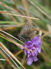 Polyommatus coridon