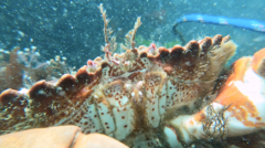 Romaleon antennarium