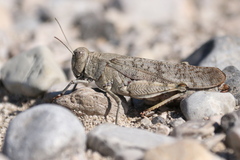 Bryodemella tuberculata