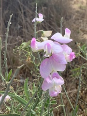 Lathyrus