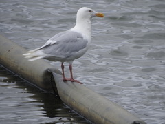 Larus hyperboreus