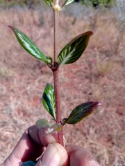 Paracarphalea pervilleana image