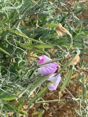 Lathyrus