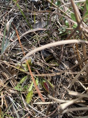 Dionaea muscipula