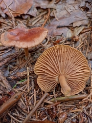 Collybiopsis peronata