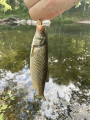 Semotilus corporalis