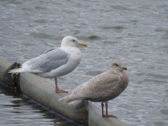 Larus hyperboreus
