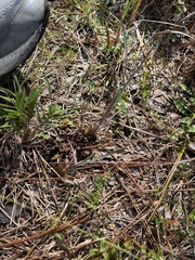 Dionaea muscipula