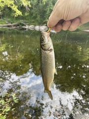 Semotilus corporalis