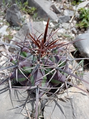 Echinocactus platyacanthus