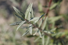 Salix eleagnos