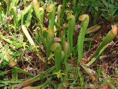 Sarracenia minor
