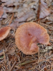 Collybiopsis peronata