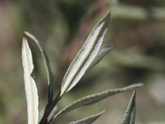 Salix eleagnos
