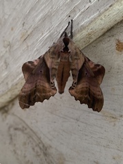 Paonias excaecata