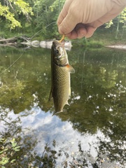 Semotilus corporalis