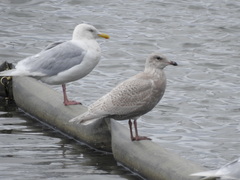 Larus glaucescens × hyperboreus