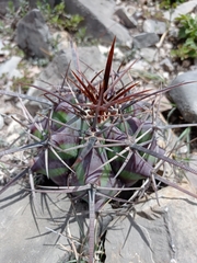 Echinocactus platyacanthus