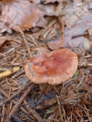 Collybiopsis peronata