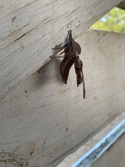 Paonias excaecata