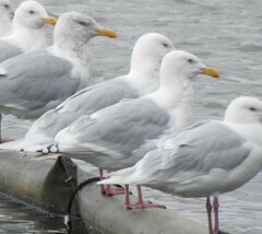 Larus argentatus × hyperboreus