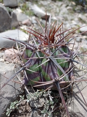 Echinocactus platyacanthus