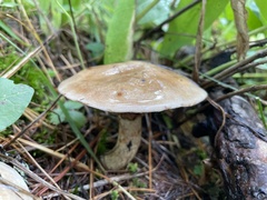 Suillus viscidus