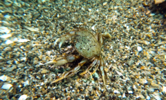 Metacarcinus magister