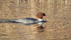 Mergus merganser merganser