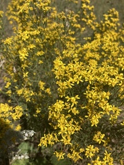 Gutierrezia sarothrae
