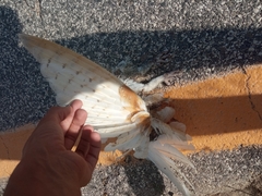 Tyto alba ernesti