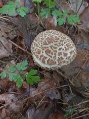 Xerocomellus chrysenteron