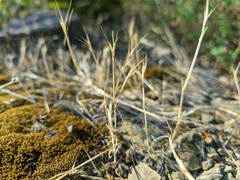 Festuca myuros