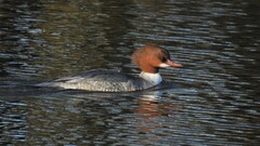 Mergus merganser merganser