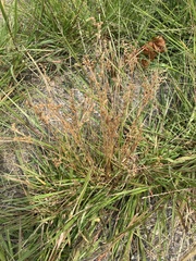 Juncus tenuis