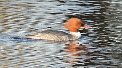 Mergus merganser merganser