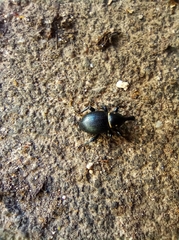 Liparus coronatus