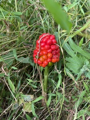 Arisaema triphyllum