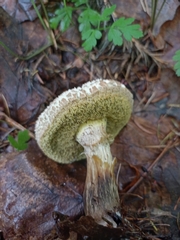 Xerocomellus chrysenteron