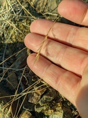 Festuca myuros