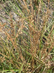 Juncus tenuis