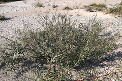 Salix eleagnos