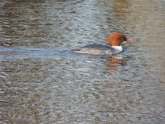 Mergus merganser merganser
