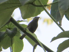 Thraupis palmarum