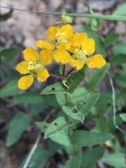 Aspicarpa hirtella