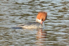 Mergus merganser merganser