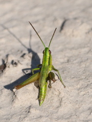 Euthystira brachyptera