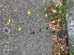 Hieracium lachenalii