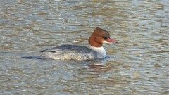 Mergus merganser merganser