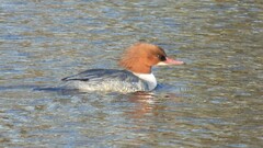 Mergus merganser merganser